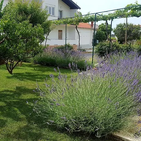 Branka Apartment *